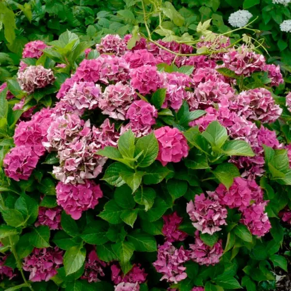 ledi-mata-hari-pink-main-356457