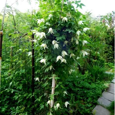 lemon-byuti-3-352751