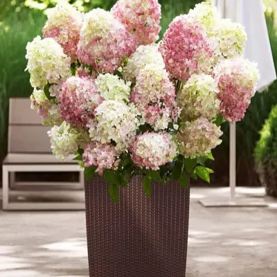 litl-blossom-4-354522