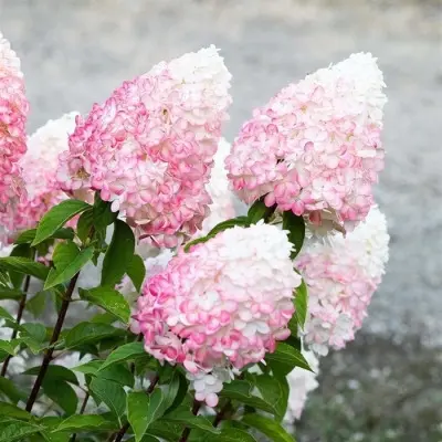 litl-blossom-5-354522