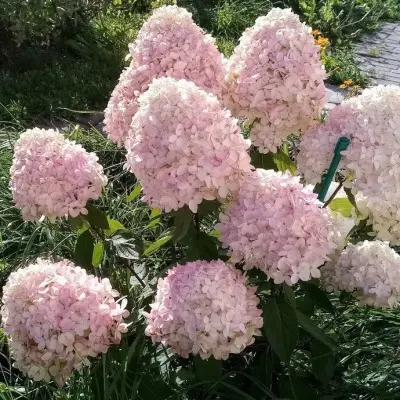 litl-blossom-main-354522
