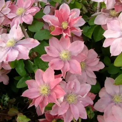 litl-mermeyd-4-350258