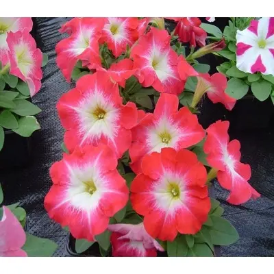 mambo-krasnoe-utro-main-345579