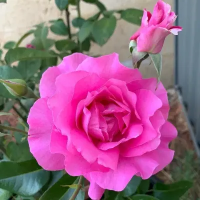 manu-meyyan-5-371764