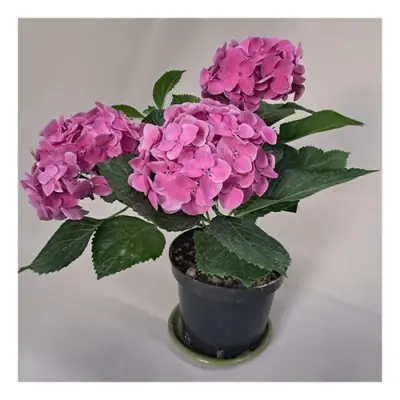 marina-pink-5-354622