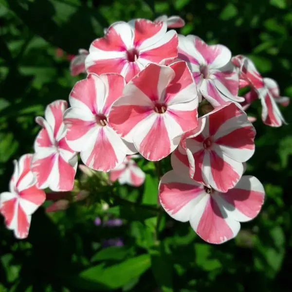 mashenka-3-363443