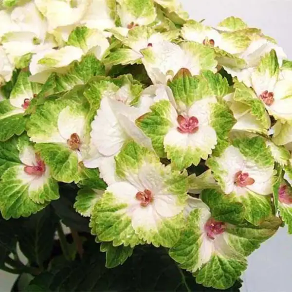 medzhikal-nobless-3-355554