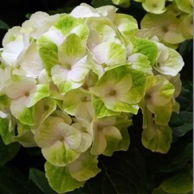 medzhikal-nobless-5-355554