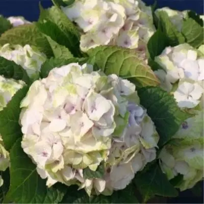 medzhikal-nobless-6-355554