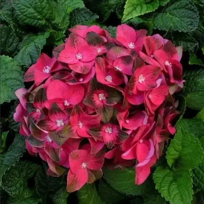 medzhikal-rubi-tyuzdey-3-354444