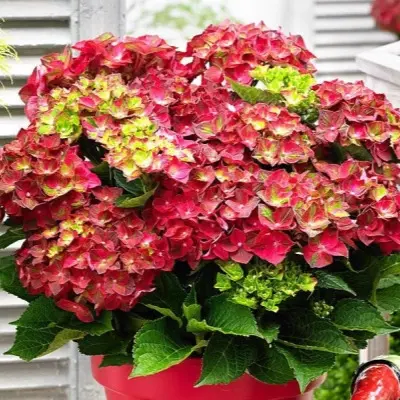 medzhikal-rubi-tyuzdey-6-354444