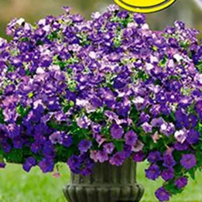 minibello-sinyaya-4-346883