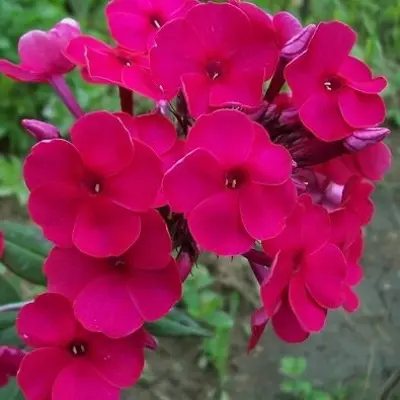 nadya-main-363474