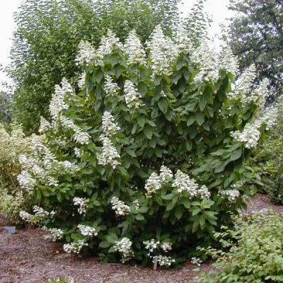 oktober-brayd-5-354547