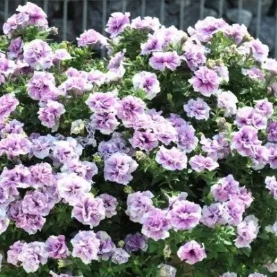 origami-lavender-tach-3-346415