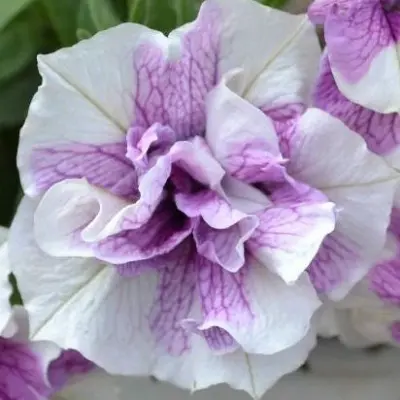 origami-lavender-tach-4-346415