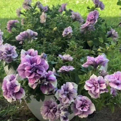 origami-lavender-tach-5-346415
