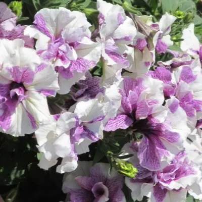 origami-lavender-tach-6-346415