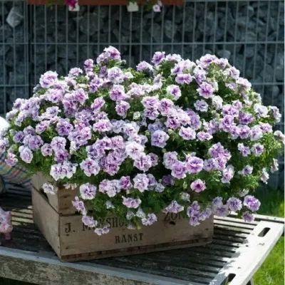 origami-lavender-tach-main-346415