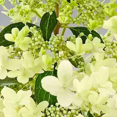 pandriya-6-355538