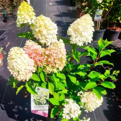 pandriya-main-355538