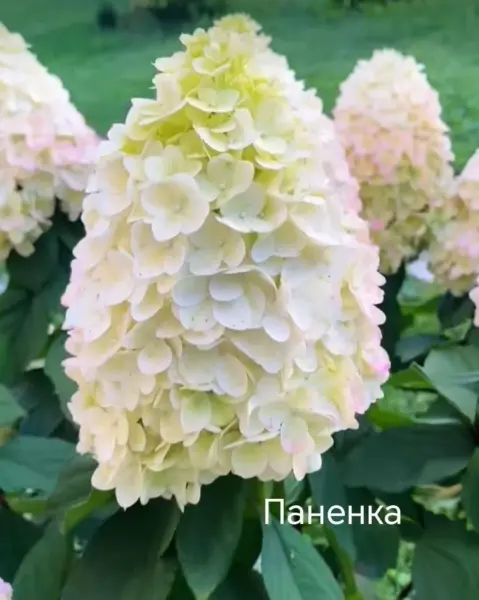 panenka-1-356488