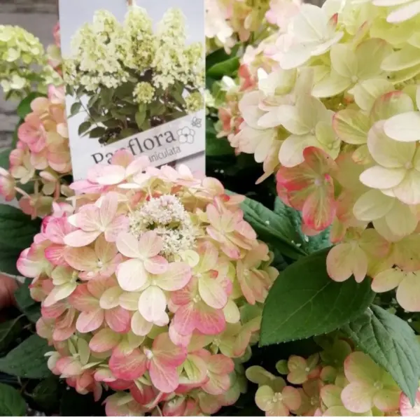 panflora-2-354494