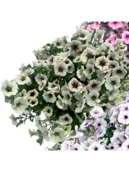 pendolino-pale-dark-veyn-2-346936