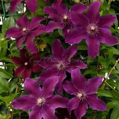 perida-3-348582