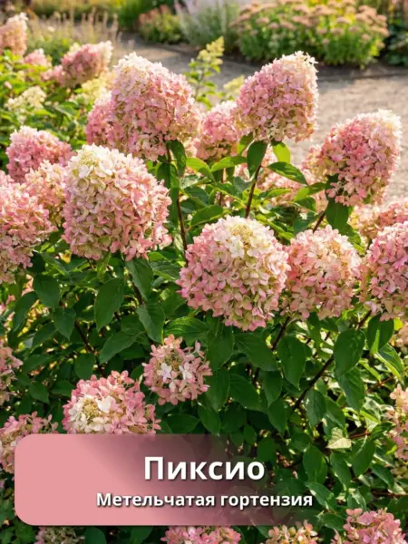 piksio-2-354416