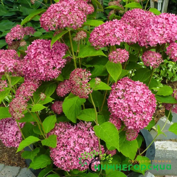 pink-annabel-2-2-355657