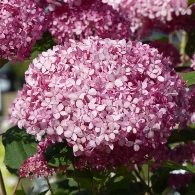 pink-annabel-2-6-355657
