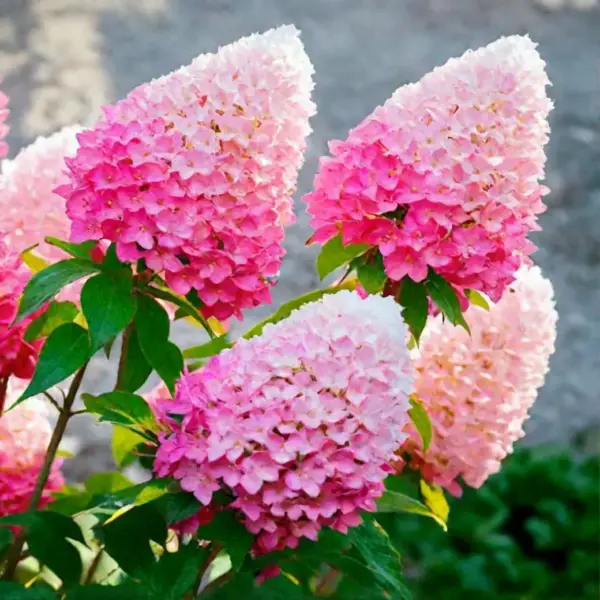 pink-end-rouz-3-355639