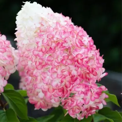 pink-end-rouz-6-355639