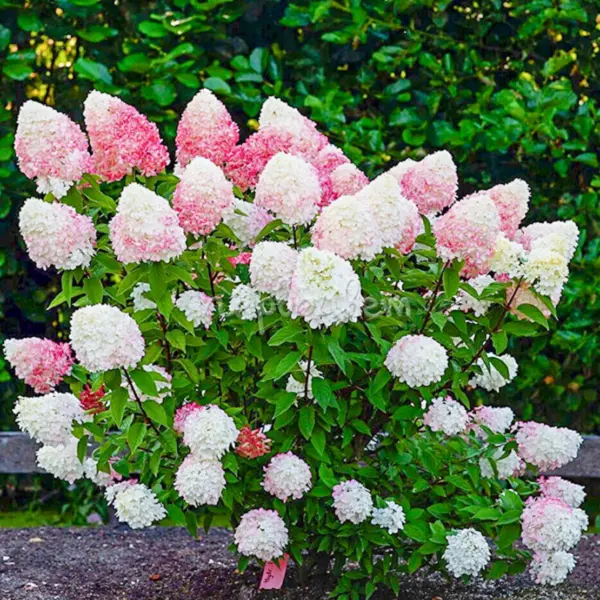 pink-end-rouz-main-355639