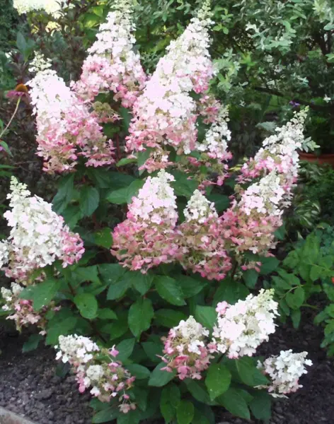 pink-ledi-1-355320