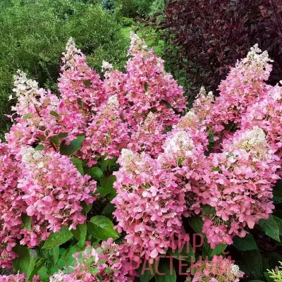 pink-ledi-6-355320
