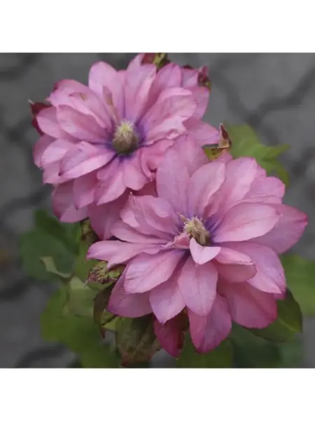 pink-peshn-1-348409