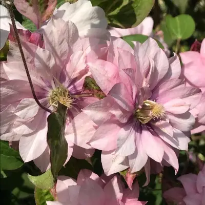pink-peshn-3-348409