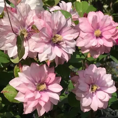 pink-peshn-5-348409