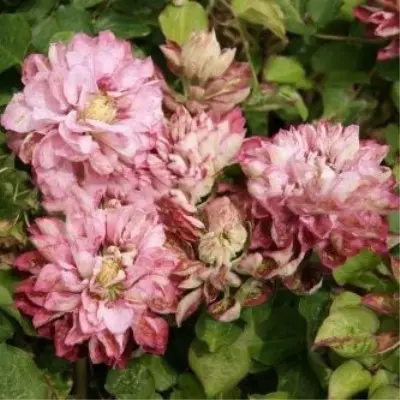 pink-peshn-6-348409