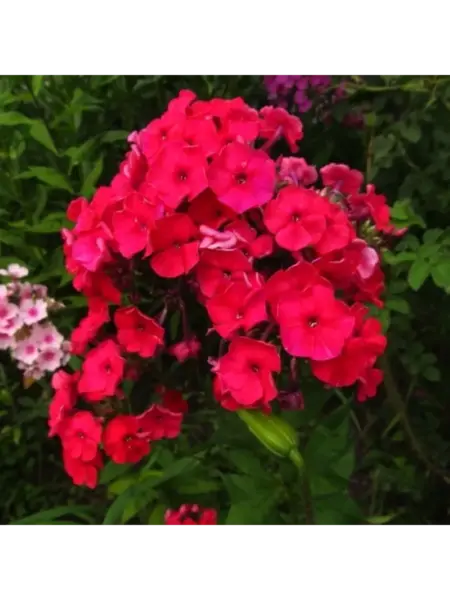 red-1-362957
