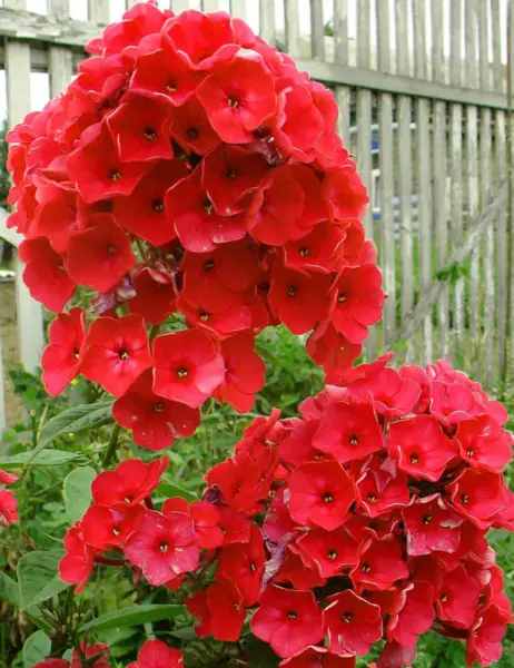 red-2-362957