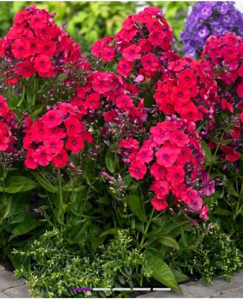 red-3-362957