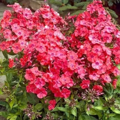 red-5-362957