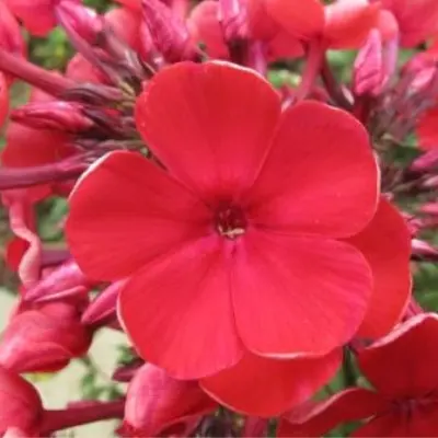 red-6-362957