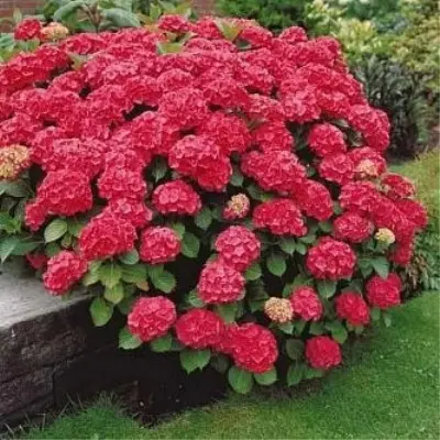 red-endzhel-main-356348