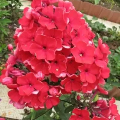 red-main-362957