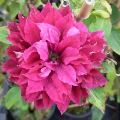 red-star-4-350972
