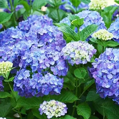 renata-shteyniger-4-356247